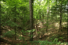 Bois de Chevalier
